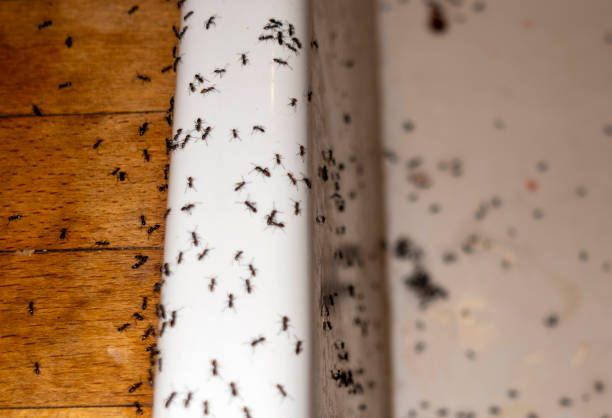 Best Commercial Pest Control Services  in Dunthpe, OR